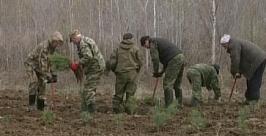 Около трех тысяч саженцев корейского кедра посадят в Биробиджане http://birobidjan.rfn.ru/region/rnews.html?id=1410&iid=1220&rid=371