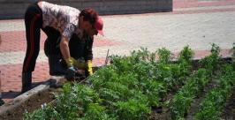 Более двух тысяч цветов украсят Театральную площадь в Биробиджане Макс Кисляков