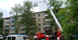 Биробиджанские спасатели сняли с дерева одичавшего кота  Пресс-служба МЧС по ЕАО