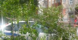&quotЕдиный заказчик&quot не виновен в падении дерева на автомобили" Макс Кисляков