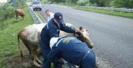 Гаечным ключом и внушением спасли корову сотрудники МЧС по ЕАО  Пресс-служба МЧС по ЕАО