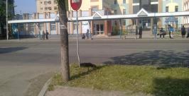 Труп собаки уже три дня разлагается прямо в центре Биробиджана Народный корреспондент