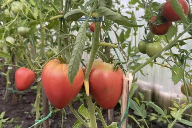 Тройка лучших томатов — в салат, на сок, в банку: ранние и вкусные, урожай не успевала собирать — соседей угощала