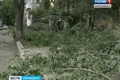 Сухие ветви уже не раз становились причиной тревоги жителей Биробиджана ГТРК Бира