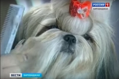 Самые лучшие уши, лапы и хвост выбирали в Биробиджане ГТРК Бира