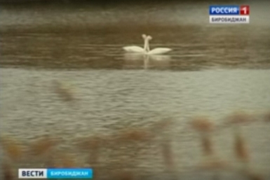 Транзитную остановку сделали лебеди на одном из водоемов Биробиджана   ГТРК Бира