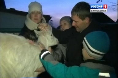 По теленку на ребенка могут получить многодетные семьи ЕАО ГТРК &quotБира&quot