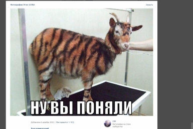 Появились шутки на тему потомства скриншот страницы ВКонтакте VDK