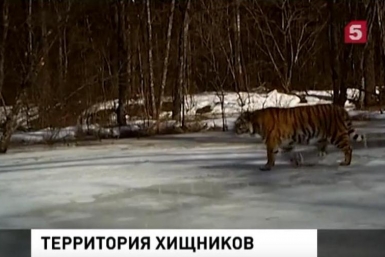 Тигриная семья обживает территорию заказника Журавлиный в ЕАО Скриншот видеосюжета на Пятом канале