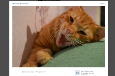&quotМимимишными&quot фотографиями питомцев отмечают День кошек пользователи соцсетей из ЕАО скриншот страницы в соцсети