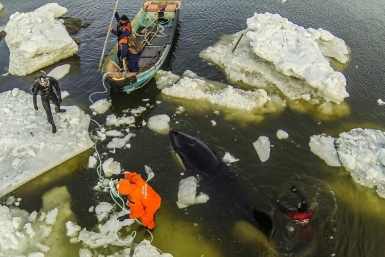 Освободите Вилли: фотохроника спасения зажатых во льдах Охотского моря косаток Предоставлено клубом &quotБумеранг&quot