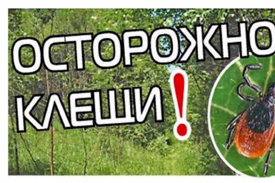 Укушенных клещами жителей ЕАО уже в восемь раз больше, чем в это же время в прошлом году из открытых источников