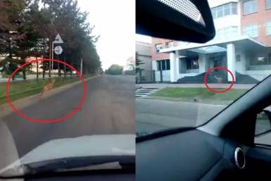 Автохулигана, гнавшего косулю по трассе в Биробиджане, требует найти и наказать наркорр Скриншот видео из соцсетей