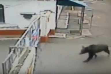 Молодой медведь наведался в Биробиджанский район  скриншот с видео на портале Город на Бире 
