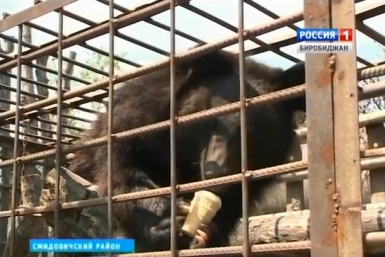 Гималайская медведица-вегитарианка Фёкла поселилась в п.Николаевка ЕАО ГТРК &quotБира&quot
