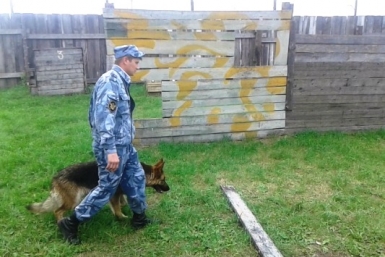 Соревнования &quotносов и зубов&quot выявили лучшие кинологические подразделения УФСИН ЕАО пресс-служба УФСИН по ЕАО